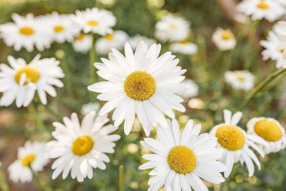 tucsonflowerphotographer