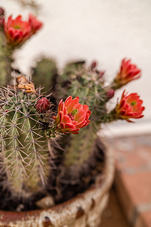 tucsoncactusphotographer