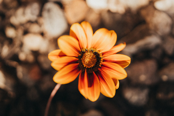 tucsonphotographer4