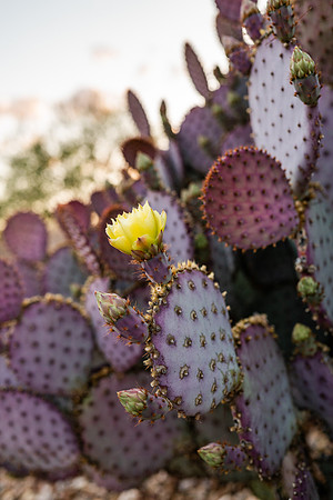 tucsoncactusphotographer2